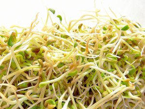 germogli.particolare